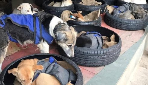 Yokohama donated Scrap Tyres to be Re-Used as Dog Beds